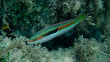 Akdeniz Gökkuşağı Burgusu (Coris julis) deniz altı, Ligurya Denizi, İtalya, Imperia