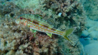 Deniz altı, Ligurya Denizi, İtalya ve Imperia 'da çizgili kırmızı aslan yelesi (Mullus surmuletus).
