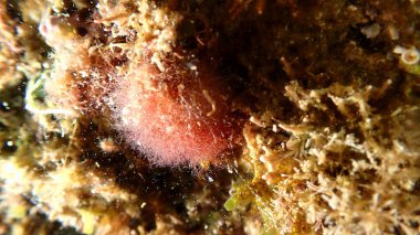 Kızıl boynuz otu (Seramium virgatum) denizaltı, Ligurian Denizi, İtalya, Imperia