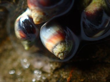 Küçük menekşe (Melarhaphe neritoides), Litvanya Denizi, İtalya, Imperia