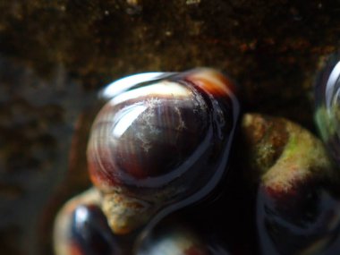 Küçük menekşe (Melarhaphe neritoides), Litvanya Denizi, İtalya, Imperia