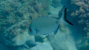 Beyaz deniz kabuğu veya sargo (Diplodus sargus) deniz altı, Ligurya Denizi, İtalya, Imperia