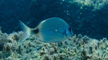 Beyaz deniz kabuğu veya sargo (Diplodus sargus) deniz altı, Ligurya Denizi, İtalya, Imperia