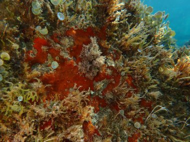 Kırmızı kabuklu sünger veya portakal kırmızısı kaplama süngeri (Crambe crambe crambe) deniz altı, Ligurian Denizi, İtalya, Imperia