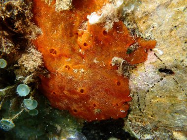 Kırmızı kabuklu sünger veya portakal kırmızısı kaplama süngeri (Crambe crambe crambe) deniz altı, Ligurian Denizi, İtalya, Imperia