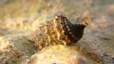 Denizaltı yengeci, Ligurian Denizi, İtalya ve Imperia ile ortak sertifika (Thericium vulgatum) kabuğu