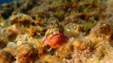 Molly Miller Blenny (Scartella Kristali) denizaltı, Ligurian Denizi, İtalya, Imperia