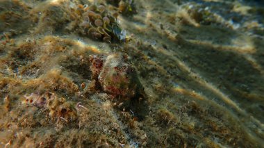 Güney istiridye matkabı veya Redmouth kaya salyangozu (Stramonita haemastoma) deniz altı, Ligurya Denizi, İtalya, Imperia