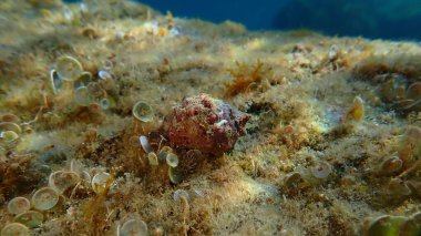 Güney istiridye matkabı veya Redmouth kaya salyangozu (Stramonita haemastoma) deniz altı, Ligurya Denizi, İtalya, Imperia