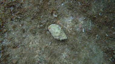 Güney istiridye matkabı veya Redmouth kaya salyangozu (Stramonita haemastoma) deniz altı, Ligurya Denizi, İtalya, Imperia