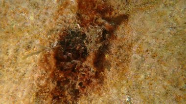 Eskiden mavi-yeşil algler (siyanophyta) olarak adlandırılan siyanobakteri yığını, Ligurian Denizi, İtalya, Imperia