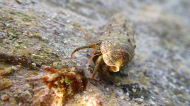 Akdeniz kayalık keşiş yengeci (Clibanarius erythropus) ortak serith (Thericium vulgatum) deniz altı kabuğu, Ligurian Denizi, İtalya, Imperia
