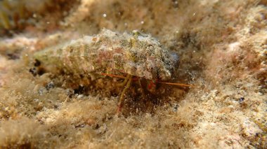 Akdeniz kayalık keşiş yengeci (Clibanarius erythropus) ortak serith (Thericium vulgatum) deniz altı kabuğu, Ligurian Denizi, İtalya, Imperia