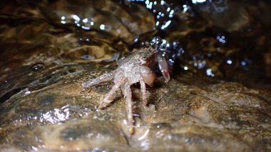Litvanya Denizi, İtalya, Imperia 'da gece yarısı mermer kaya yengeci (Pachygrapsus marmoratus) bulunur.