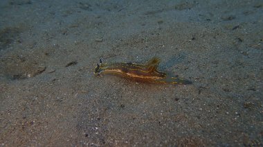Dev doris veya Regal deniz tanrıçası (Felimare picta) deniz altı, Ligurian denizi, İtalya, Imperia