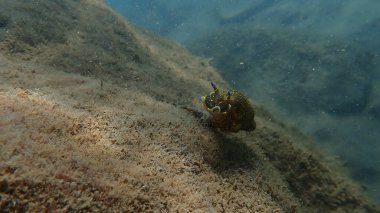 Dev doris veya Regal deniz tanrıçası (Felimare picta) deniz altı, Ligurian denizi, İtalya, Imperia