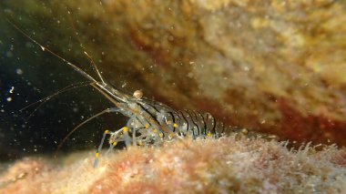 Rockpool karides ya da çimen karidesi (Palaemon elegans) denizaltı, Ligurian Denizi, İtalya, Imperia