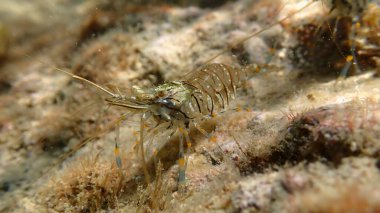 Rockpool karides ya da çimen karidesi (Palaemon elegans) denizaltı, Ligurian Denizi, İtalya, Imperia