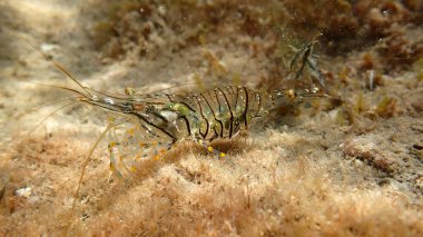 Rockpool karides ya da çimen karidesi (Palaemon elegans) denizaltı, Ligurian Denizi, İtalya, Imperia