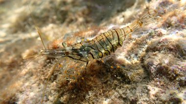 Rockpool karides ya da çimen karidesi (Palaemon elegans) denizaltı, Ligurian Denizi, İtalya, Imperia