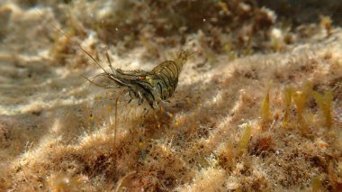 Rockpool karides ya da çimen karidesi (Palaemon elegans) denizaltı, Ligurian Denizi, İtalya, Imperia