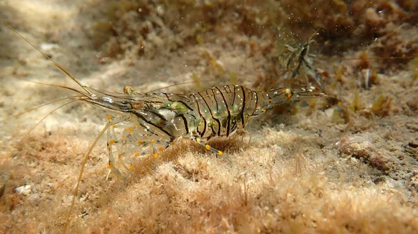Rockpool karides ya da çimen karidesi (Palaemon elegans) denizaltı, Ligurian Denizi, İtalya, Imperia