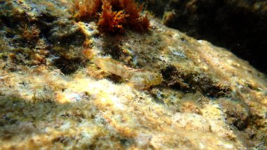 Sphynx blenny (Aidablennius sfenks) denizaltı, Ligurian Denizi, İtalya, Imperia