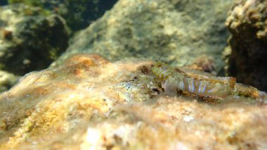 Sphynx blenny (Aidablennius sfenks) denizaltı, Ligurian Denizi, İtalya, Imperia
