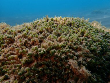 Yeşil algler Dasycladus vermicularis denizaltı, Ligurian Denizi, İtalya, Imperia