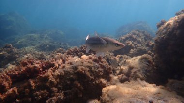 Altın gri kefal (Chelon auratus) denizaltı, Ligurian Denizi, İtalya, Imperia