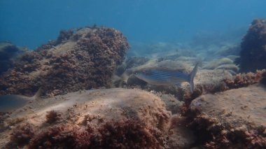 Altın gri kefal (Chelon auratus) denizaltı, Ligurian Denizi, İtalya, Imperia