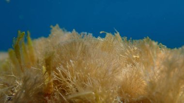 Kızıl algler Jania, denizaltı, Ligurian Denizi, İtalya, Imperia