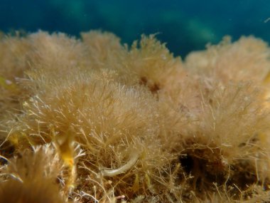 Kızıl algler Jania, denizaltı, Ligurian Denizi, İtalya, Imperia