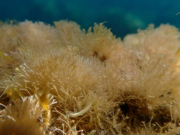 Kızıl algler Jania, denizaltı, Ligurian Denizi, İtalya, Imperia