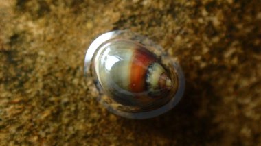 Küçük menekşe (Melarhaphe neritoides), Litvanya Denizi, İtalya, Imperia