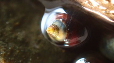 Küçük menekşe (Melarhaphe neritoides), Litvanya Denizi, İtalya, Imperia