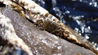 Litvoral bölgede, Ligurya Denizi, İtalya, Imperia 'da mermer kaya yengeci (Pachygrapsus marmoratus)