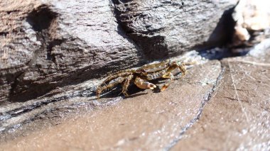 Litvoral bölgede, Ligurya Denizi, İtalya, Imperia 'da mermer kaya yengeci (Pachygrapsus marmoratus)