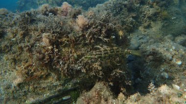 Beş benekli grasse (Symphodus roissali) denizaltı, Ligurian Denizi, İtalya, Imperia