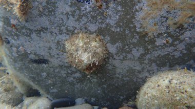 Gerçek limpet (Patella sp.) Deniz altı, Ligurian Denizi, İtalya, Imperia
