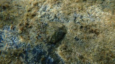 Gerçek limpet (Patella sp.) Deniz altı, Ligurian Denizi, İtalya, Imperia