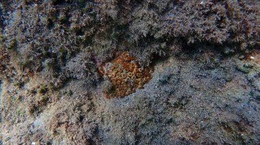 Caespitose tüp mercan veya cladocora (Cladocora caespitosa) denizaltı, Ligurian Denizi, İtalya, Imperia