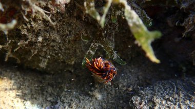 Kahverengi alg Dictyota spiralis deniz altı, Ligurian Denizi, İtalya, Imperia