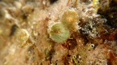 Yeşil alg deniz kızı kupası Acetabularia asetabulum yakın çekim sualtı, Ligurian Denizi, İtalya, Imperia