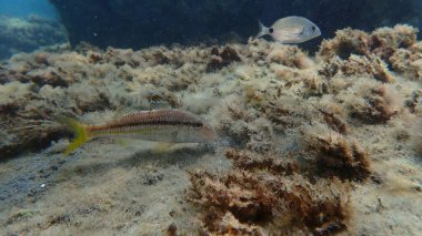 Deniz altı, Ligurya Denizi, İtalya ve Imperia 'da çizgili kırmızı aslan yelesi (Mullus surmuletus).