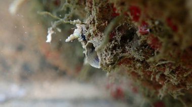 Polychaeta veya kıl kurdu (Branchiomma luctuosum) deniz altı tübü, Ligurian Denizi, İtalya, Imperia