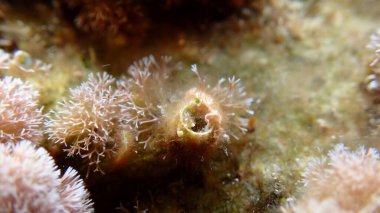 Dev solucan kabuğu (Thylacode arenarius) denizaltı, Ligurian Denizi, İtalya, Imperia