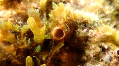 Dev solucan kabuğu (Thylacode arenarius) denizaltı, Ligurian Denizi, İtalya, Imperia