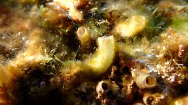 Dev solucan kabuğu (Thylacode arenarius) denizaltı, Ligurian Denizi, İtalya, Imperia