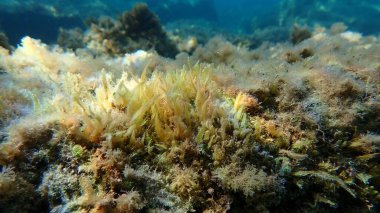 Yeşil algler (Caulerpa prolifera cf.) Deniz altı, Ligurian Denizi, İtalya, Imperia